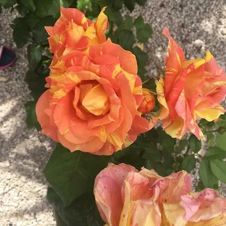 Erade كازاميتْشيولا تيرمي